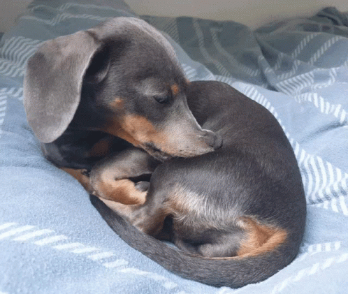 Behave Wiener Dog GIF