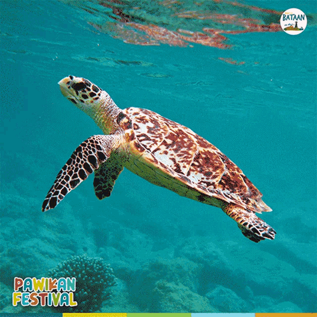 Beholdbataan Pawikanfestival Gif GIF