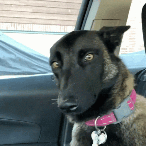 Belgian Shepherd Big Dawg GIF
