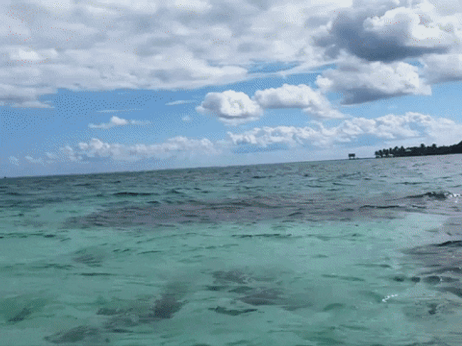 Belize Kayak Tour GIF