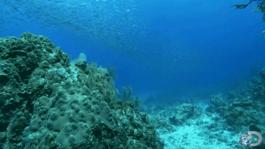 Belize Marine Life GIF