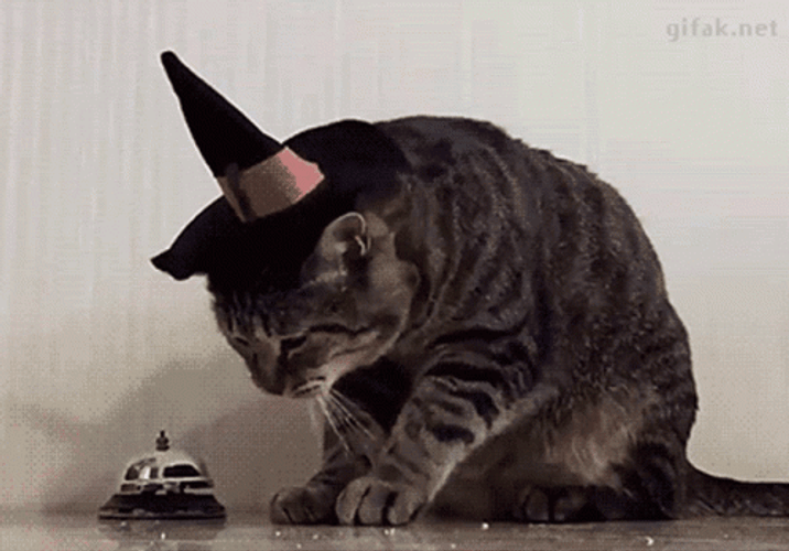 Bell Ringing Cat GIF