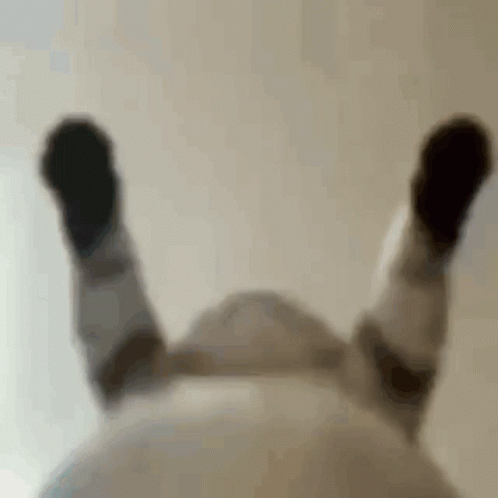 Belly Cat Dancing Meme GIF