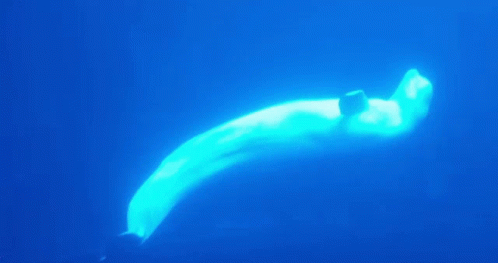 Belug Calmly Swims In The Water GIF