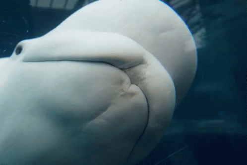 Beluga Alone In The Pool GIF