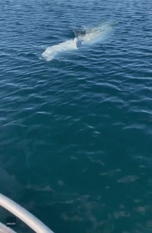 Beluga Bumped Into The Boat GIF