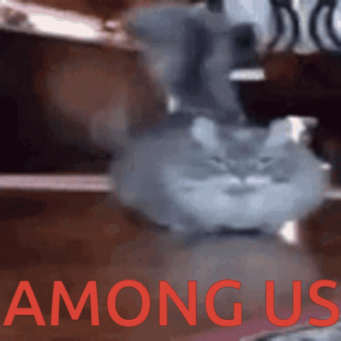 Beluga Cat Among Us GIF