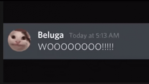Beluga Cat Chat Me GIF