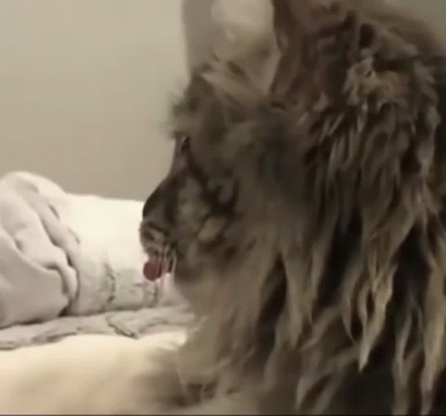 Beluga Cat Face Grimace GIF