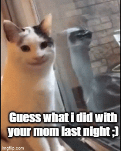 Beluga Cat Guess What I Did GIF