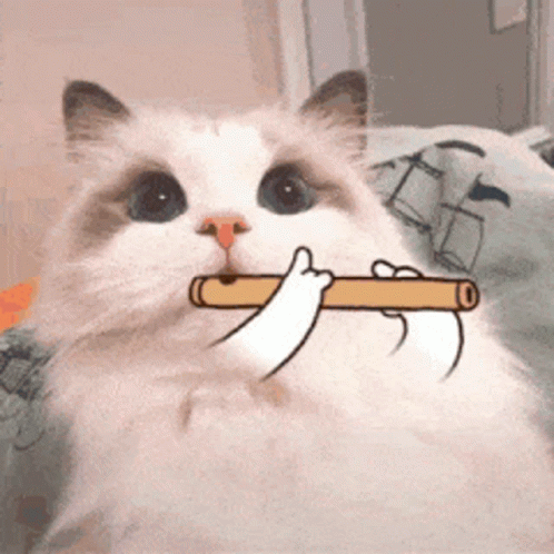 Beluga Cat Playing Flute GIF