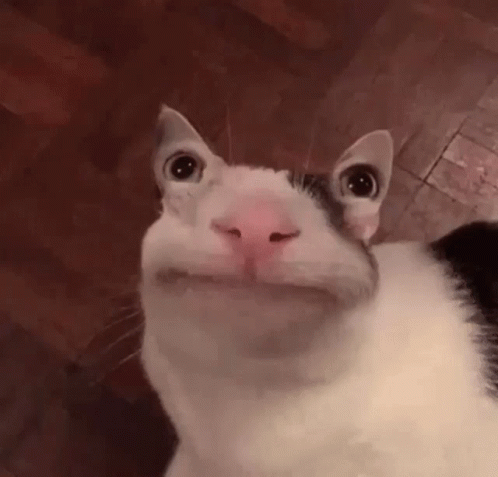 Beluga Cat Pooping GIF