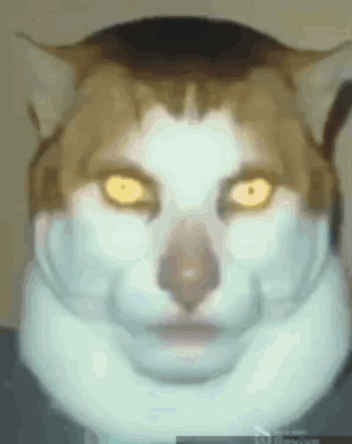 Beluga Cat Telling You To Read Faq GIF