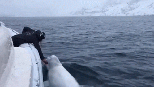Beluga Fetching A Ball GIF