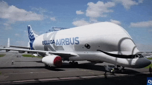 Beluga Inspired Plane GIF