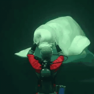 Beluga Pet By The Diver GIF