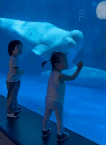 Beluga Playing Around The Kids GIF