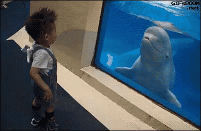 Beluga Splashed Water To A Boy GIF