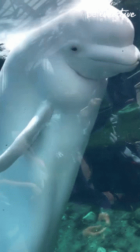 Beluga Splashing Water GIF