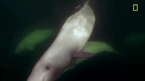 Beluga Swimming In The Dark Sea GIF