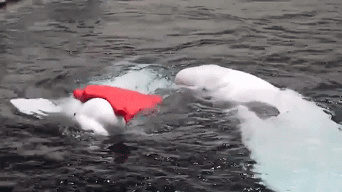 Beluga Wearing Red Cape GIF