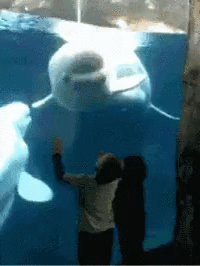 Beluga Whale Come At Me Bro GIF