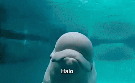 Beluga Whale Looking At Camera Halo GIF