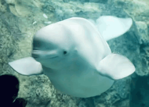 Beluga Whale Swimming And Looking At Camera GIF