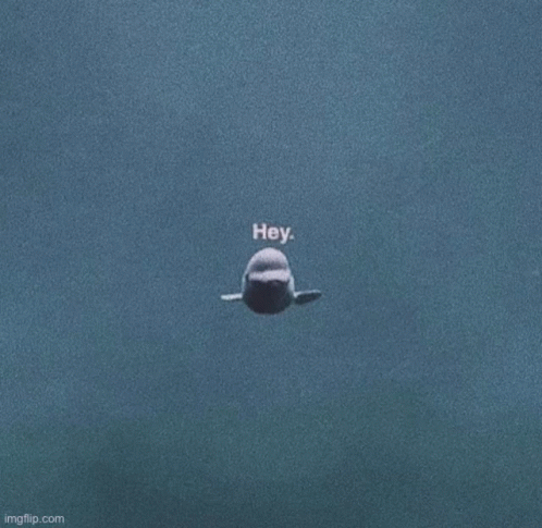 Beluga Whale Swimming And Looking At Camera GIF