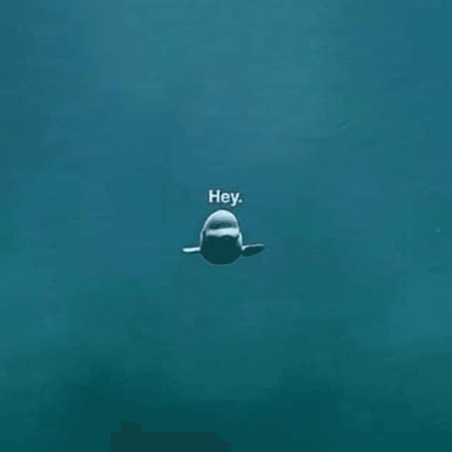 Beluga Whale Swimming with Hey