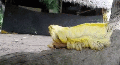Benedict Cumberbatch Caterpillar GIF