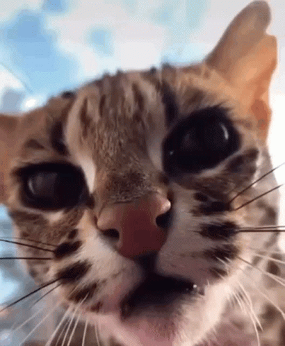Bengal Cat Hissing GIF