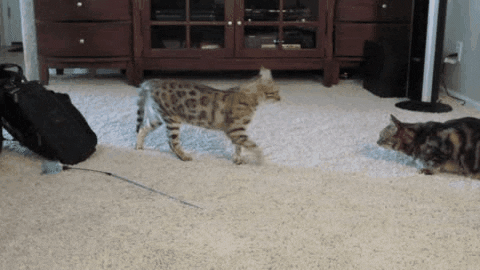 Bengal Cat Tease Its Playmate GIF