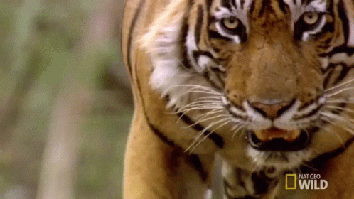 Bengal Tiger Walking Hunt GIF