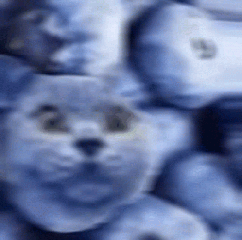 Berry Blueberry Cat Head Appear GIF