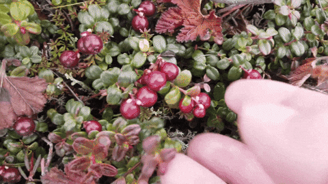 Berry Lowbush Cranberry Harvesting GIF