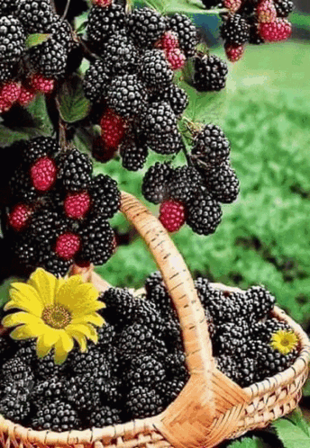Berry Mulberry Harvest Day GIF