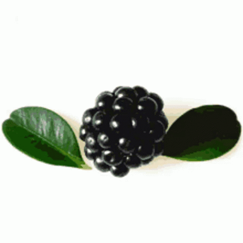 Berry Mulberry Leaves Wings GIF