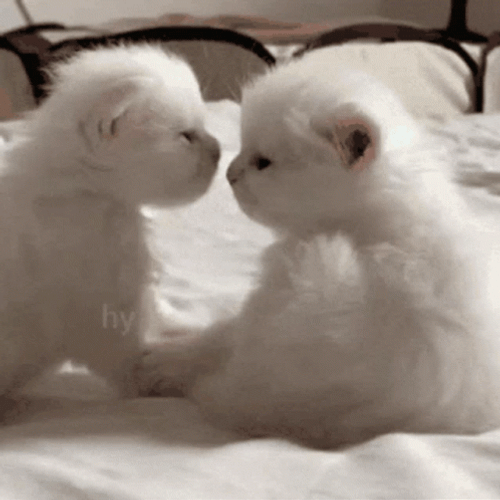 Besitos White Cute Persian Cat GIF