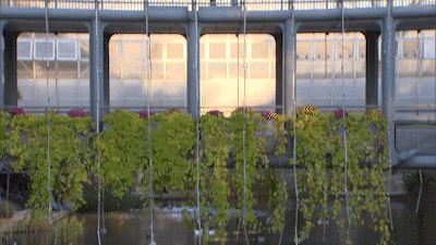 Besos De Novios 400 X 225 Gif GIF