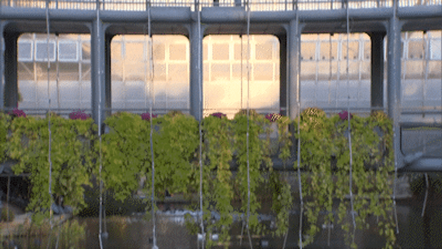 Besos De Novios GIF