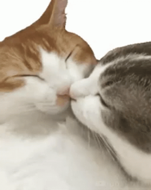 Besos Romanticos GIF