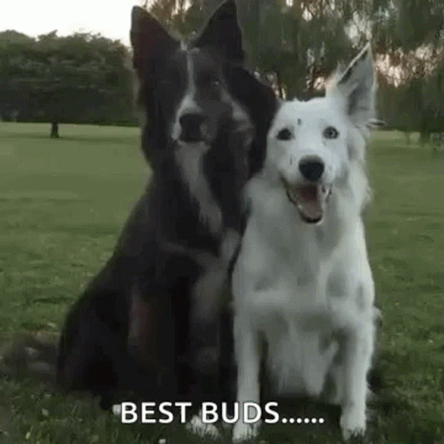 Best Buds Dogs Hugging GIF