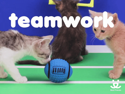 Best Team Ever Cute Kittens Teamwork GIF