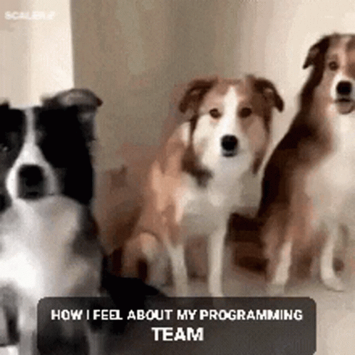 Best Team Ever Sweet Cute Dogs GIF