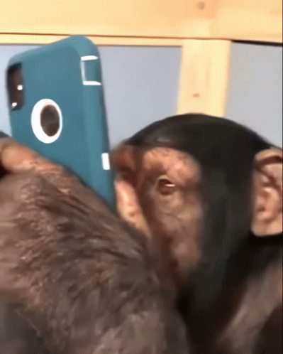Best Witty Chimpanzee Using Smartphone GIF