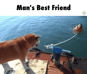 Betrayal Dog Man's Friend GIF