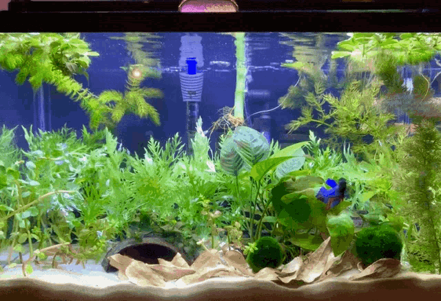 Betta Aquarium Gif GIF