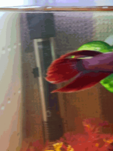 Betta Betta Fish Gif GIF