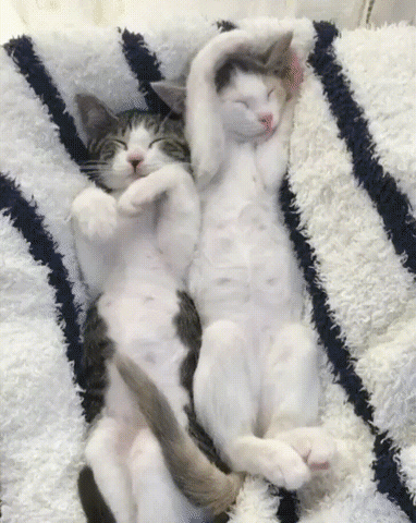 Bff Cats Sleeping GIF